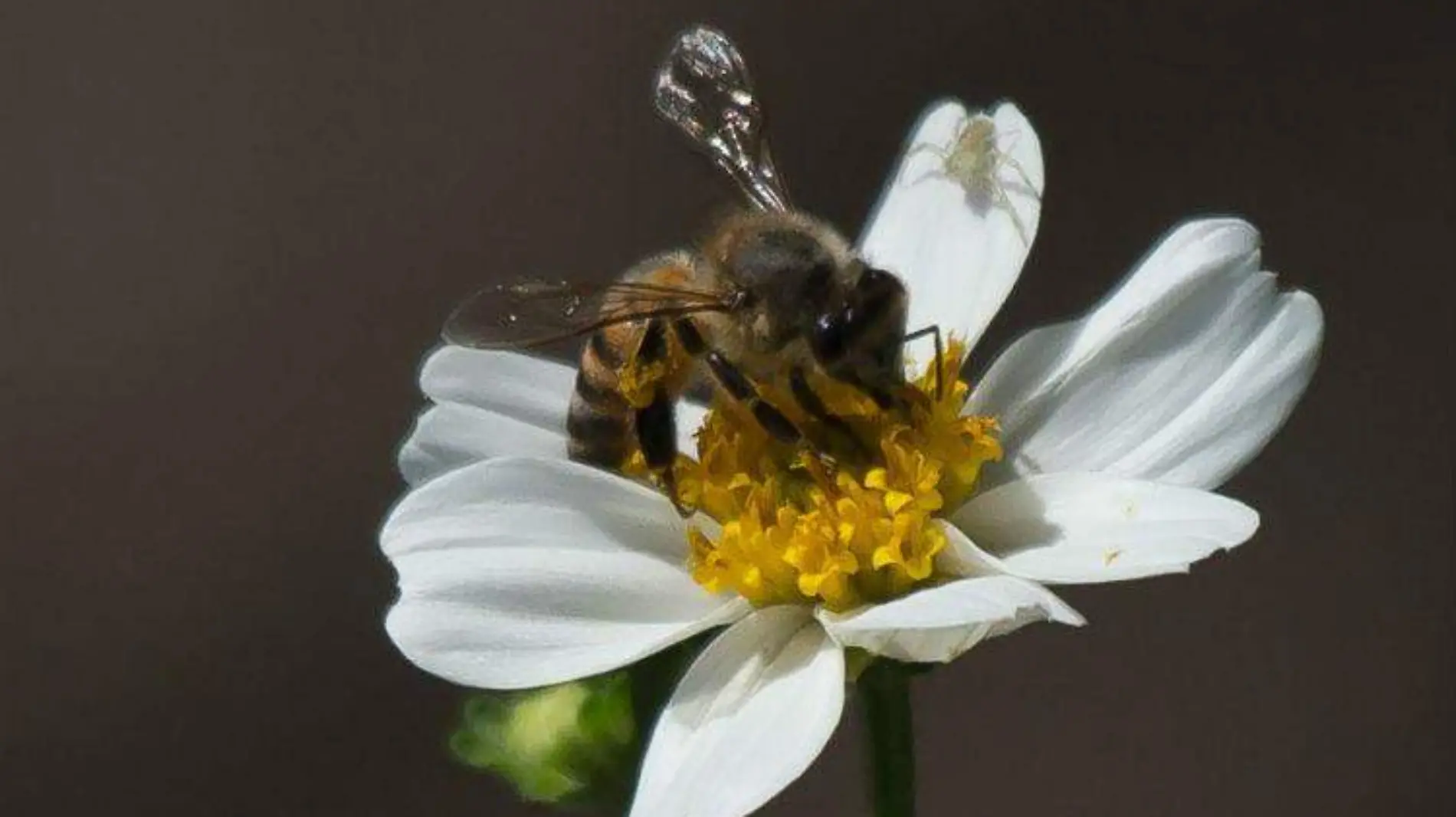 abejas CUARTOSCURO